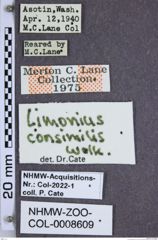 Etiketten zu Limonius consimilis (NHMW-ZOO-COL-0008609)